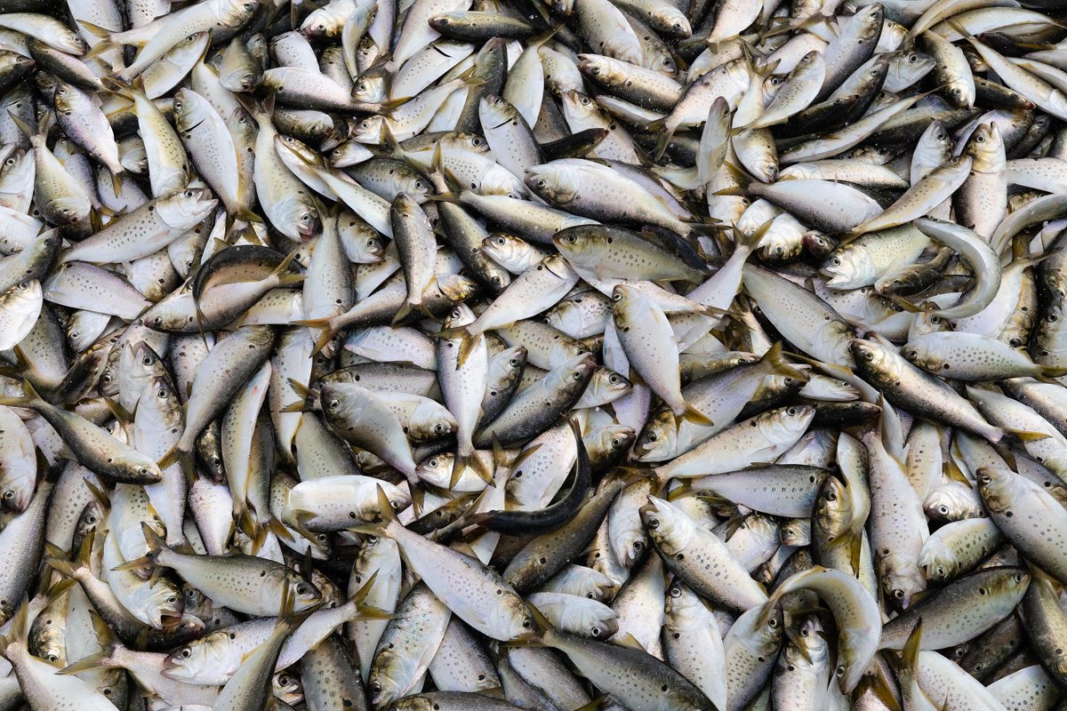 Photo credit: Chesapeake Bay Program/Flickr