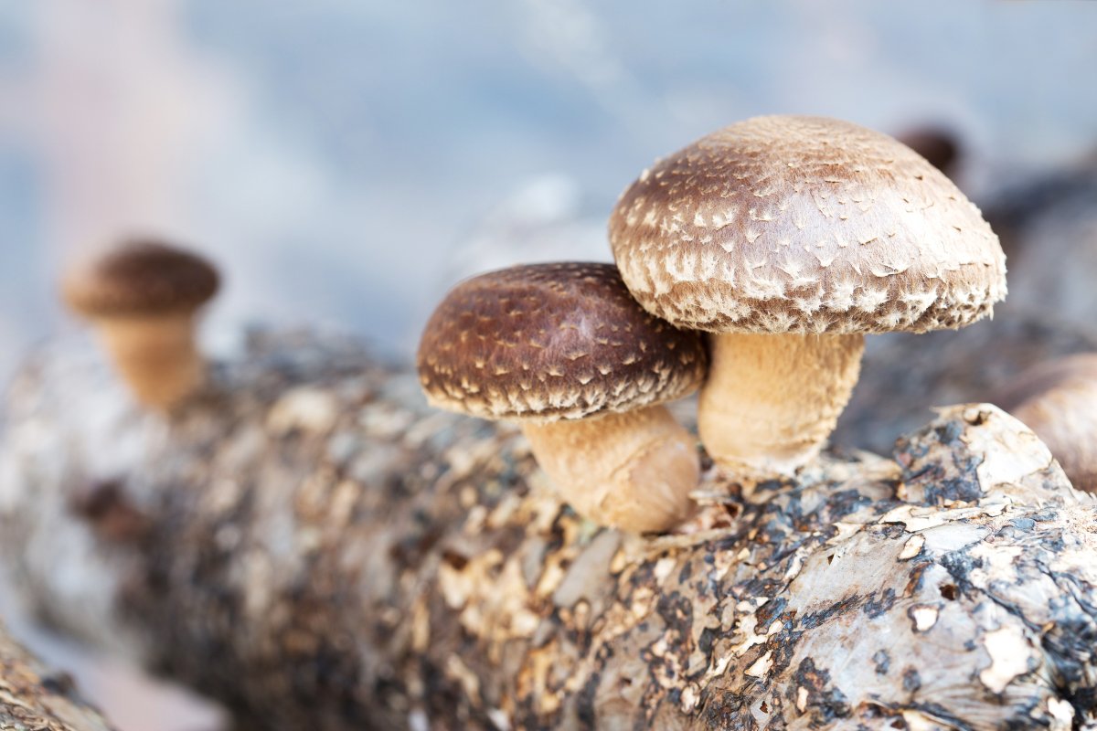 shiitake mushrooms growing on a shiitake log