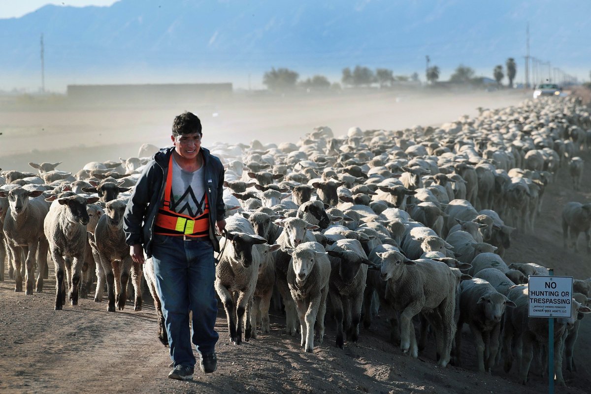 Delio Mantari Pastrana helps to herd a flock of sheep to a field near the U.S.-Mexico border to graze on alfalfa near El Centro, California. (Photo credit: Getty Images)