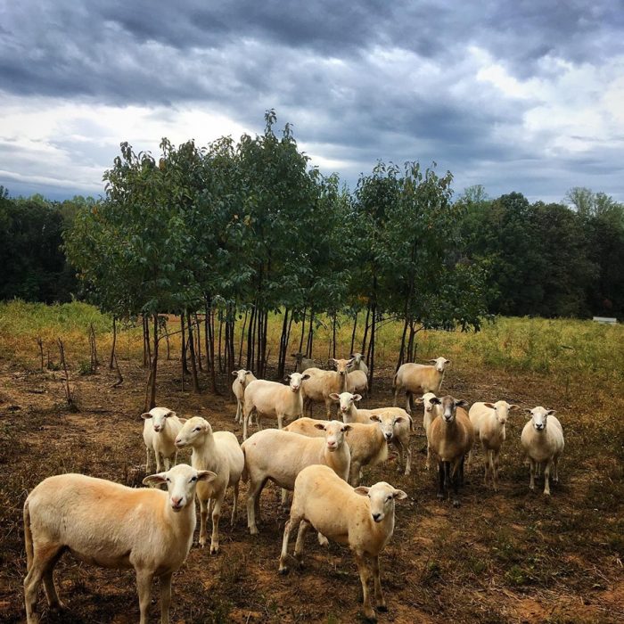 Sheep grazing. (Photo courtesy of Hillary Kimmel / Pine Trough Branch Farm.)